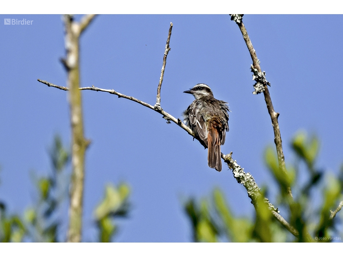 Empidonomus varius