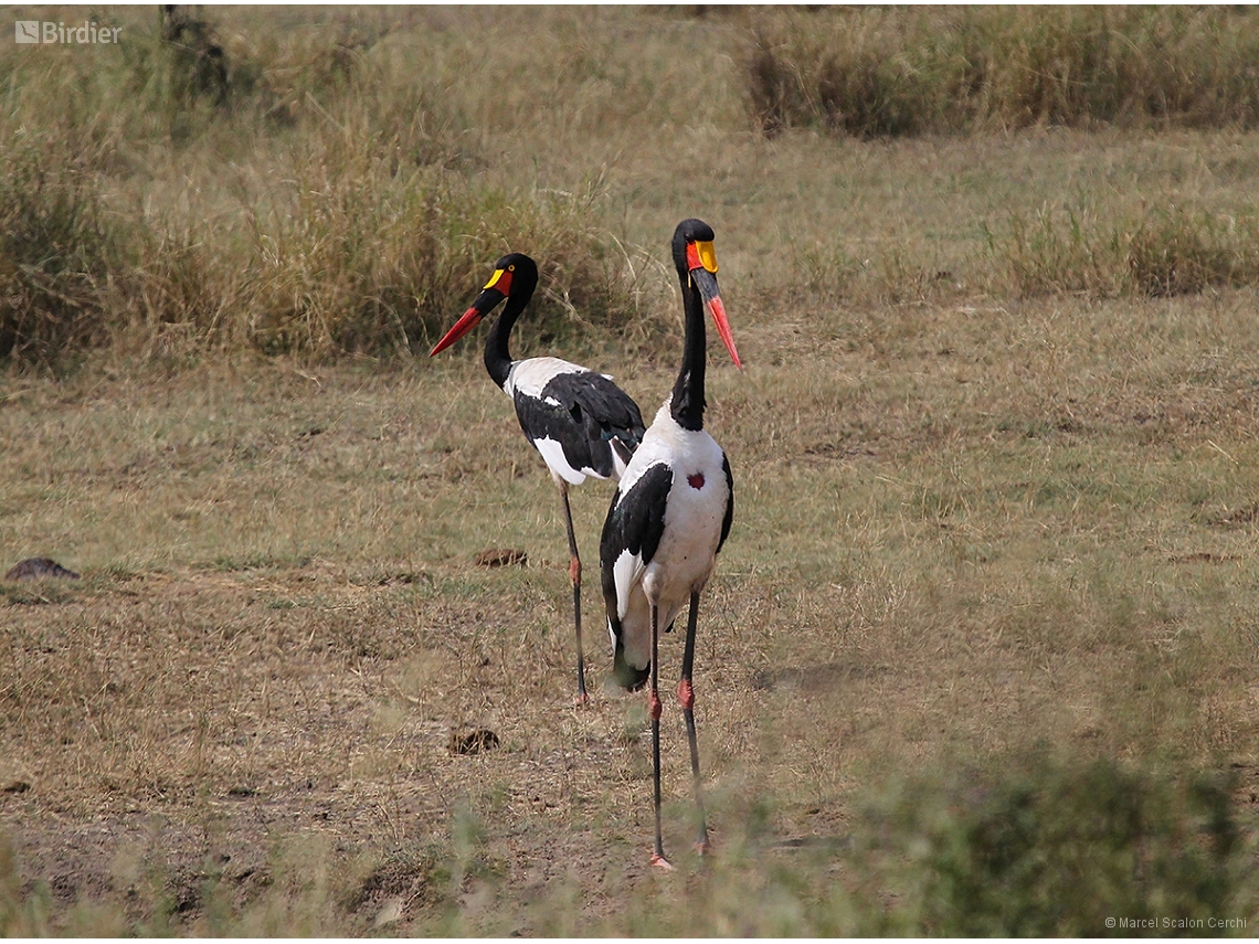 Ephippiorhynchus senegalensis