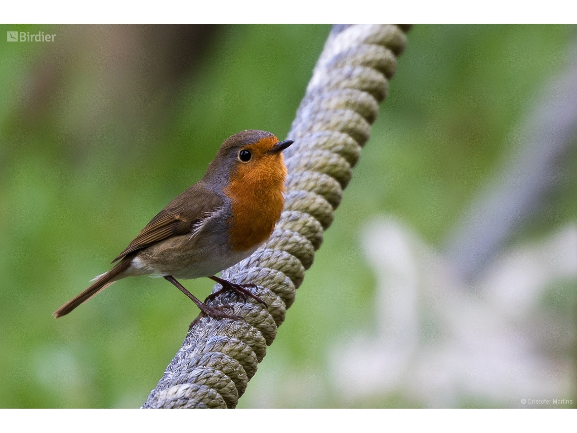 Erithacus rubecula