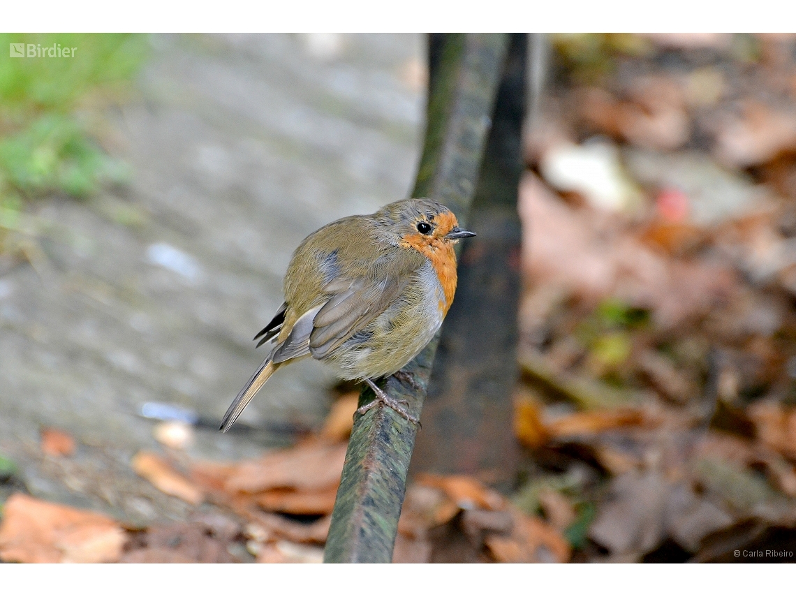 Erithacus rubecula