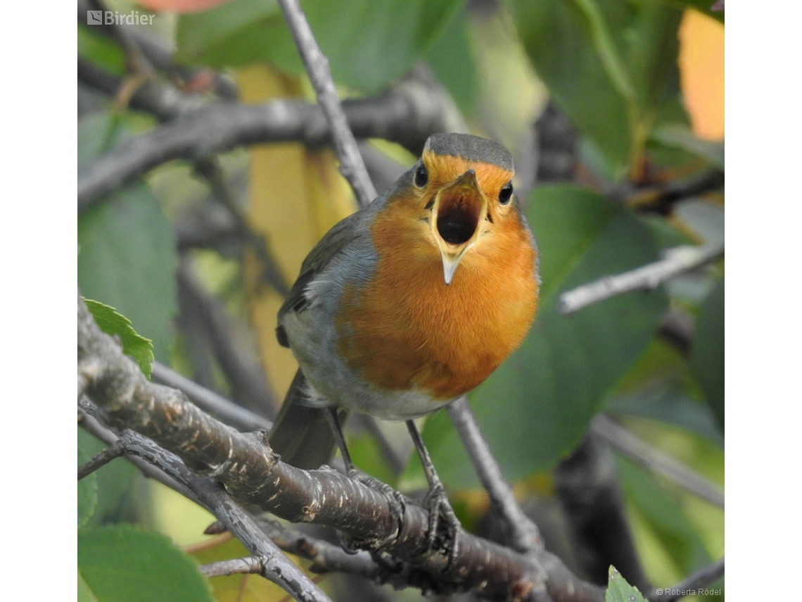 Erithacus rubecula