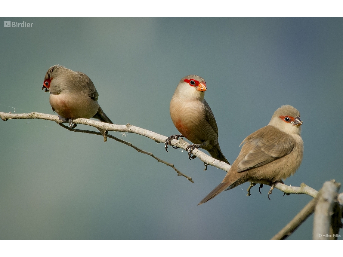 Estrilda astrild