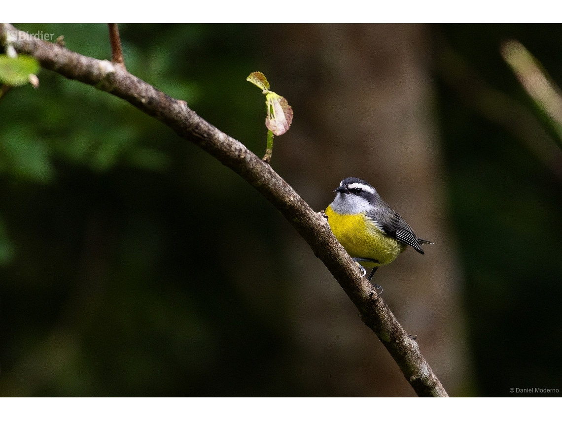 Coereba flaveola