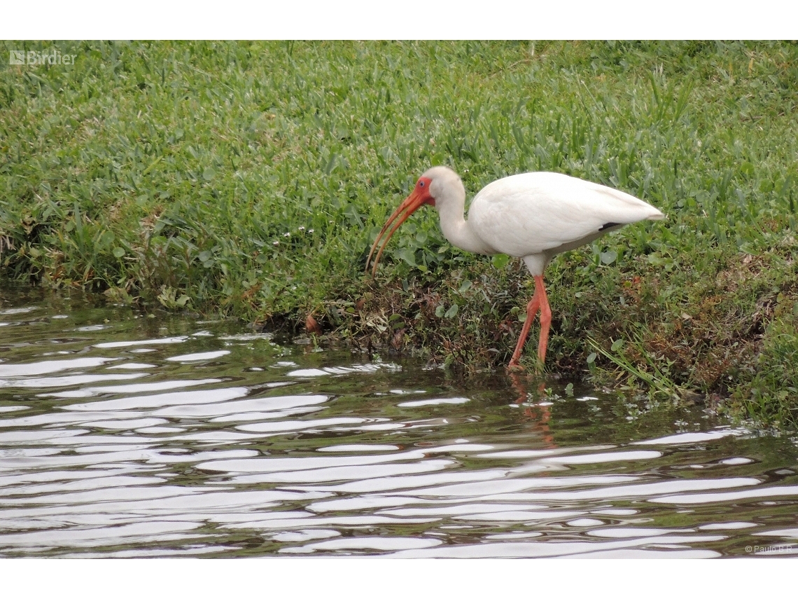 Eudocimus albus