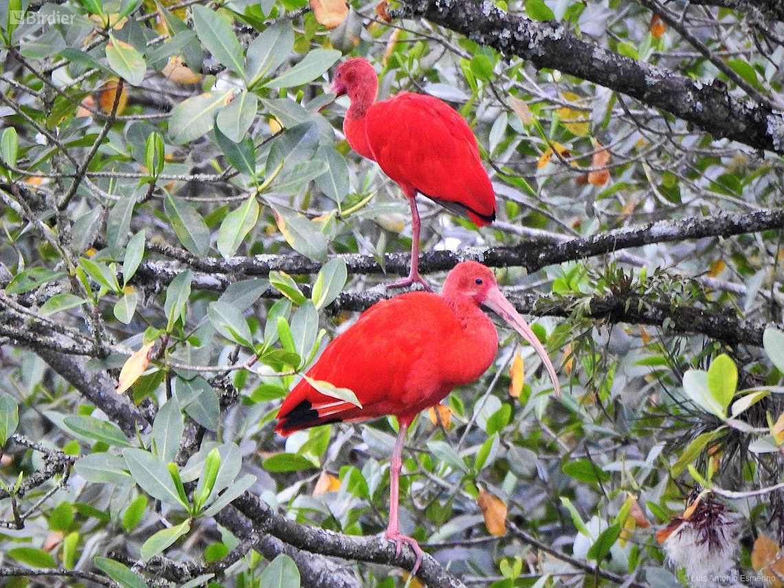 Eudocimus ruber