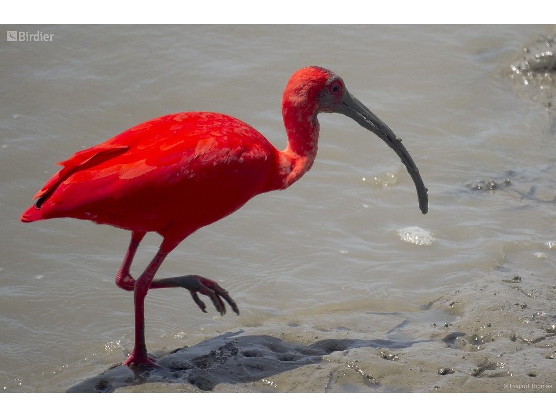 Eudocimus ruber