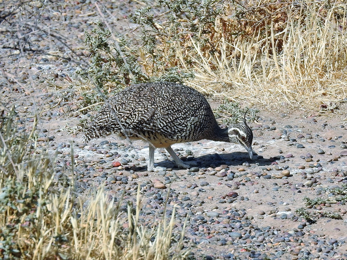 Eudromia elegans