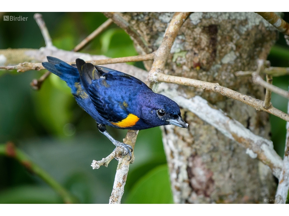 Euphonia cayennensis