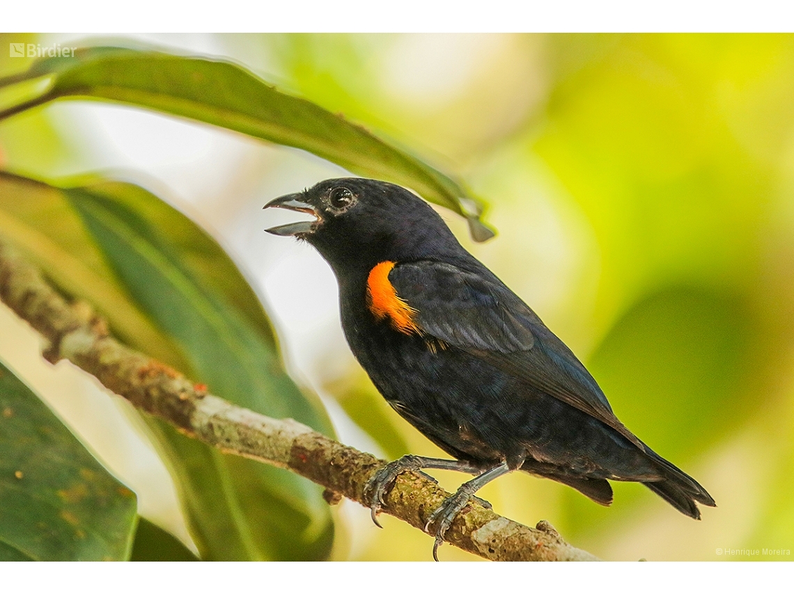 Euphonia cayennensis