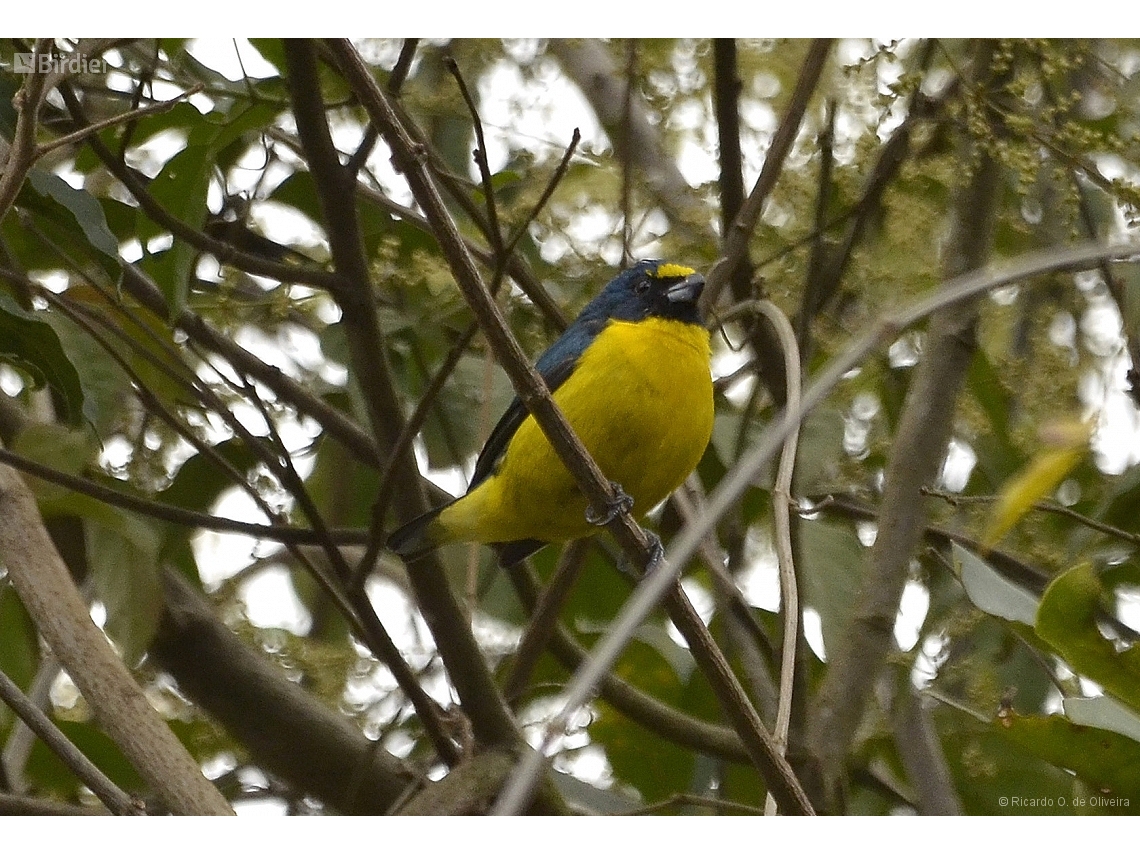 Euphonia chalybea