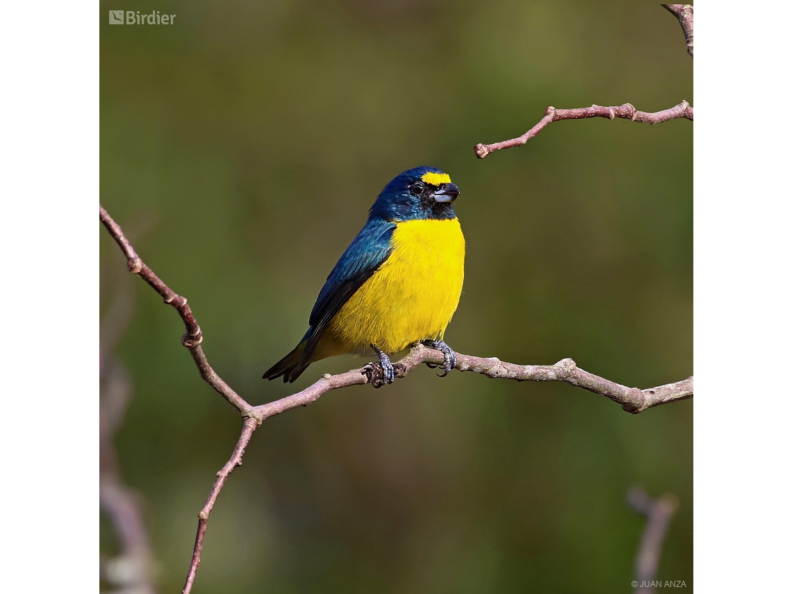 Euphonia chalybea