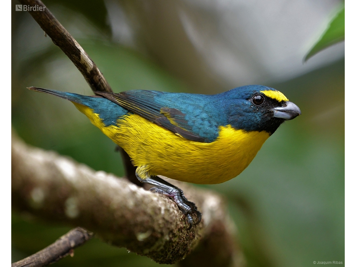 Euphonia chalybea
