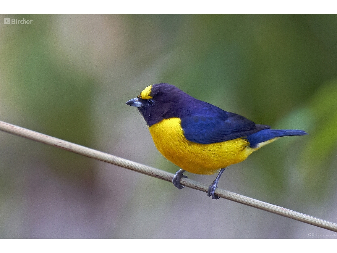 Euphonia chlorotica