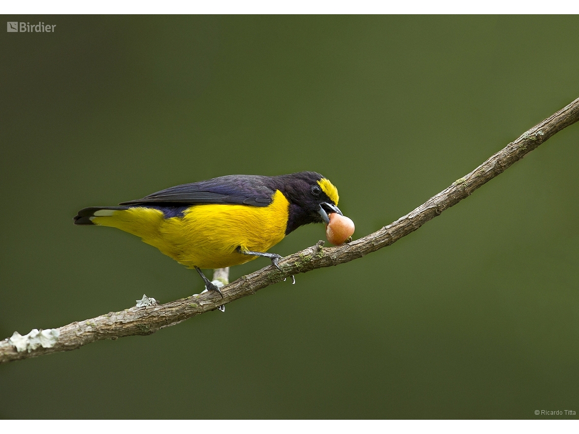 Euphonia chlorotica