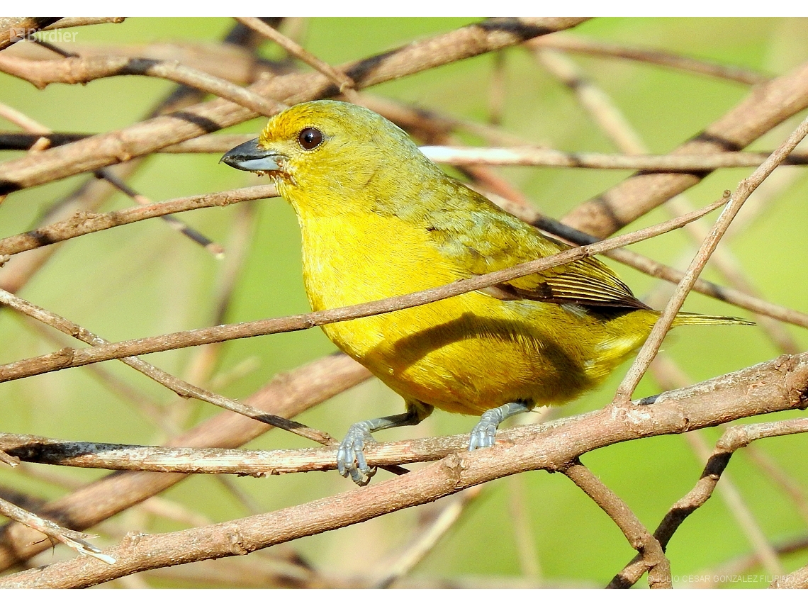 Euphonia chlorotica