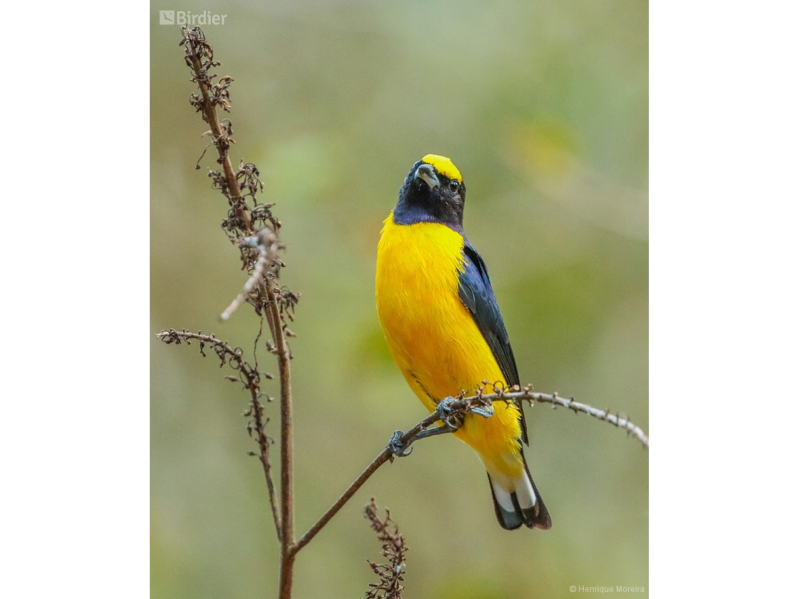 Euphonia chlorotica