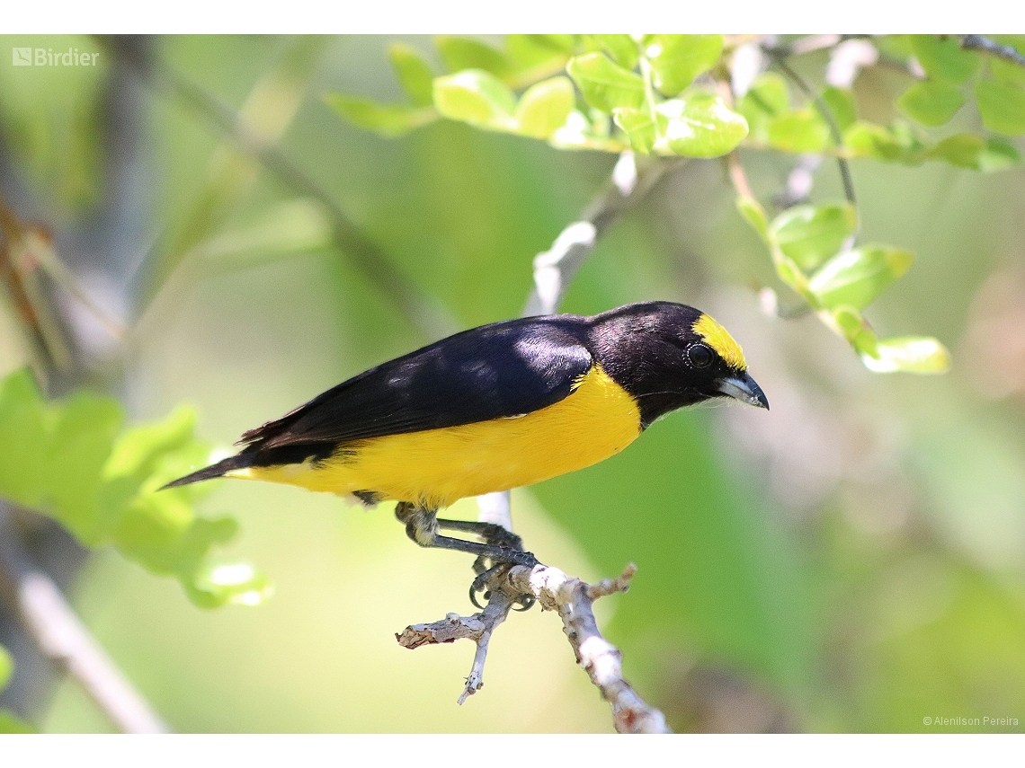 Euphonia chlorotica