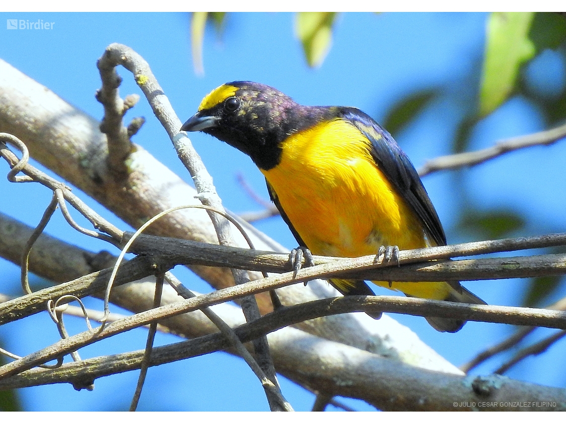 Euphonia chlorotica