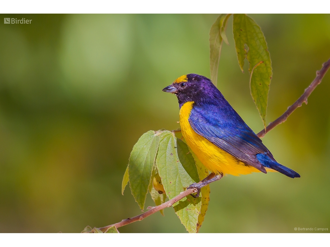 Euphonia chlorotica