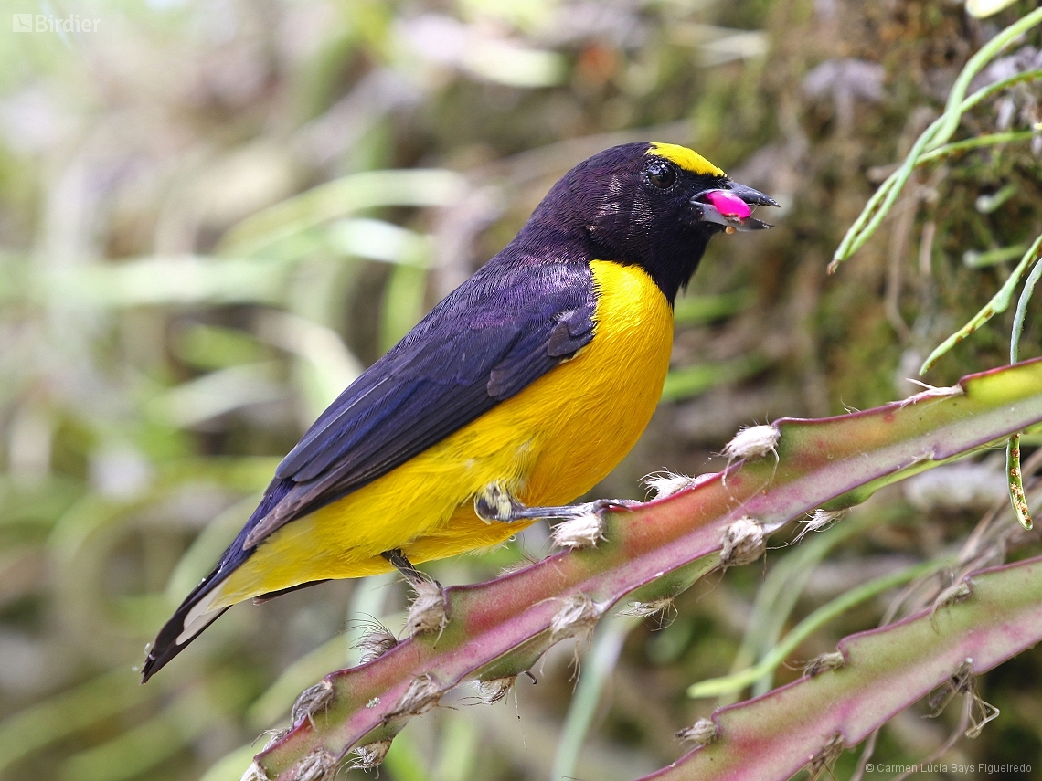 Euphonia chlorotica