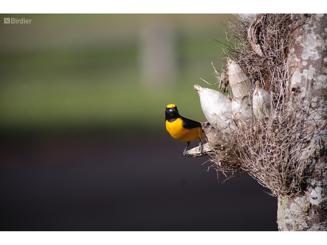 Euphonia chlorotica