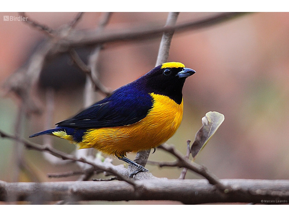 Euphonia chlorotica