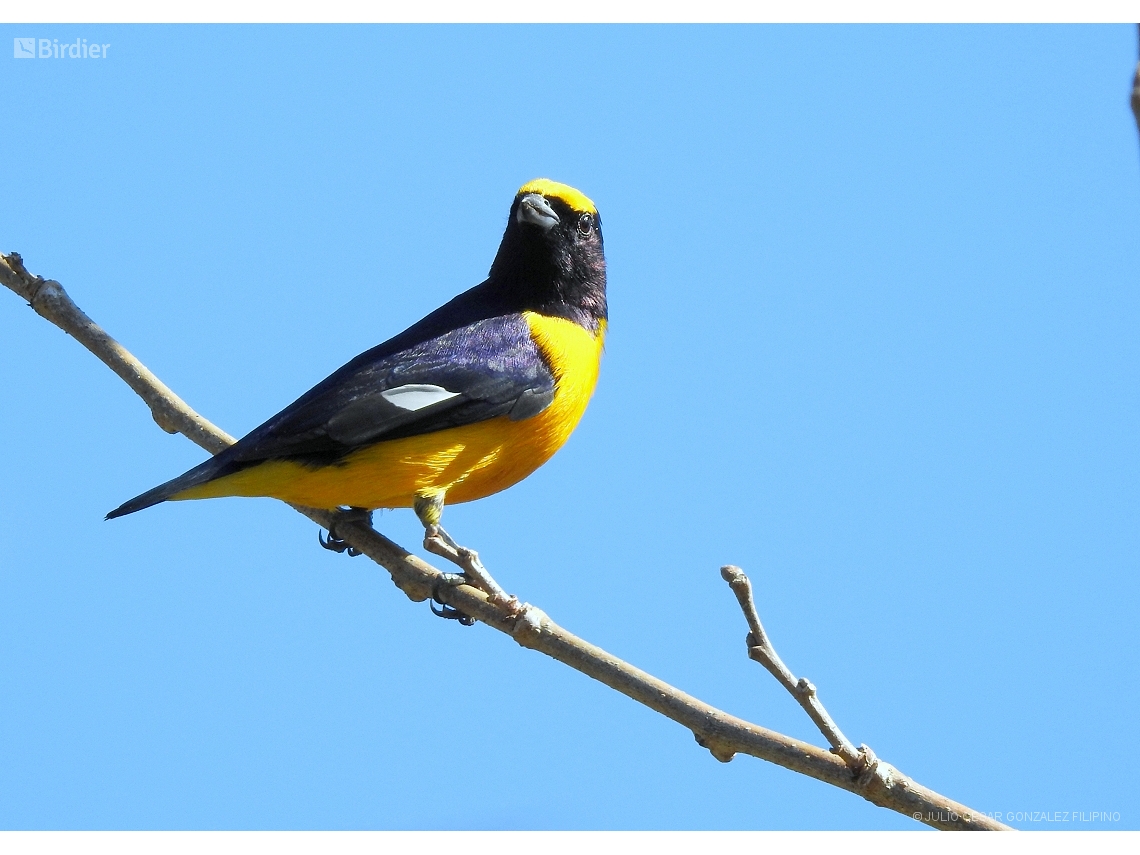 Euphonia chlorotica