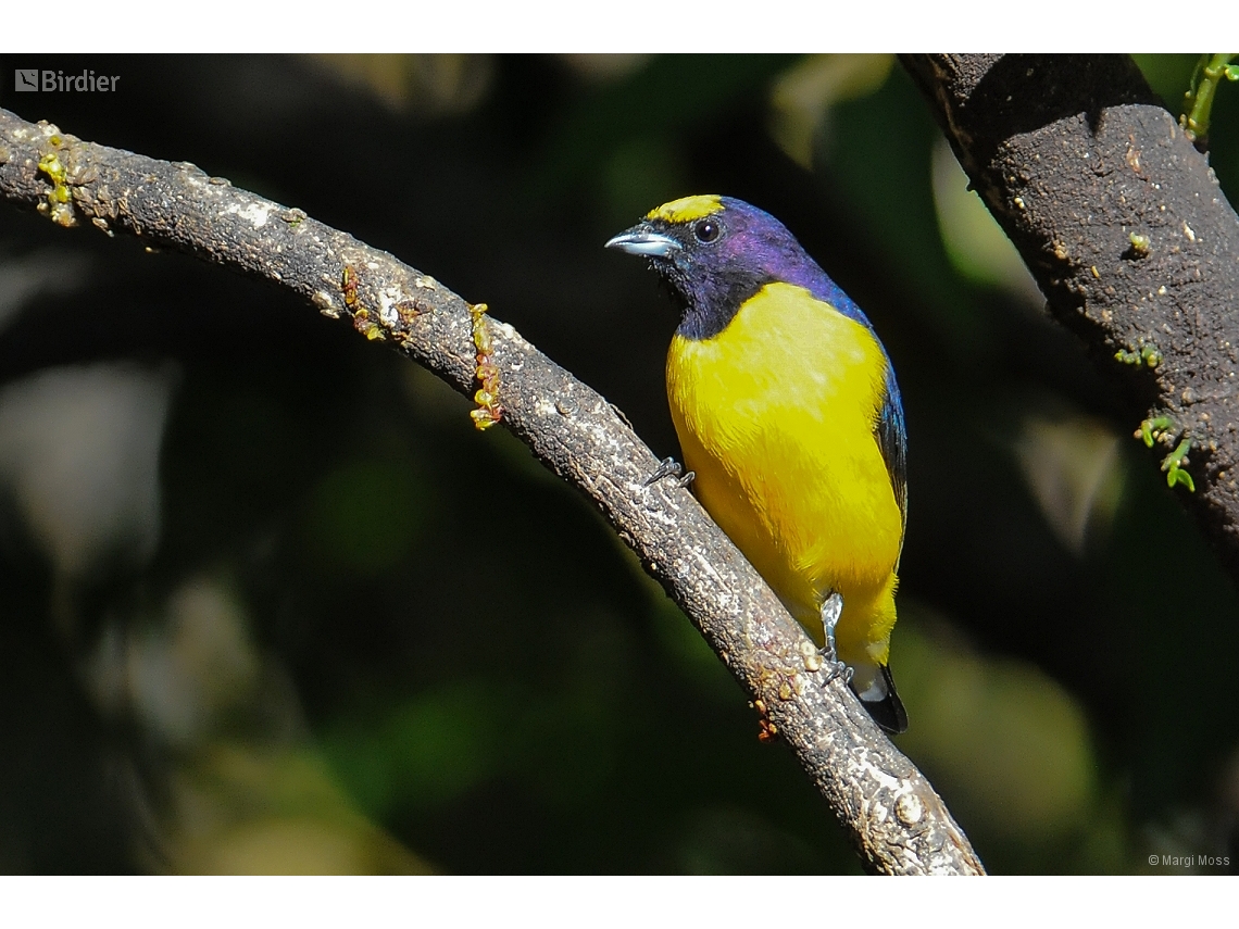 Euphonia chlorotica