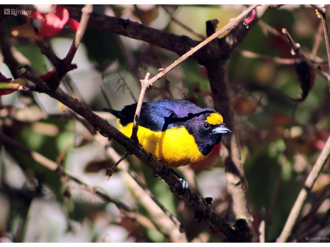 Euphonia chlorotica