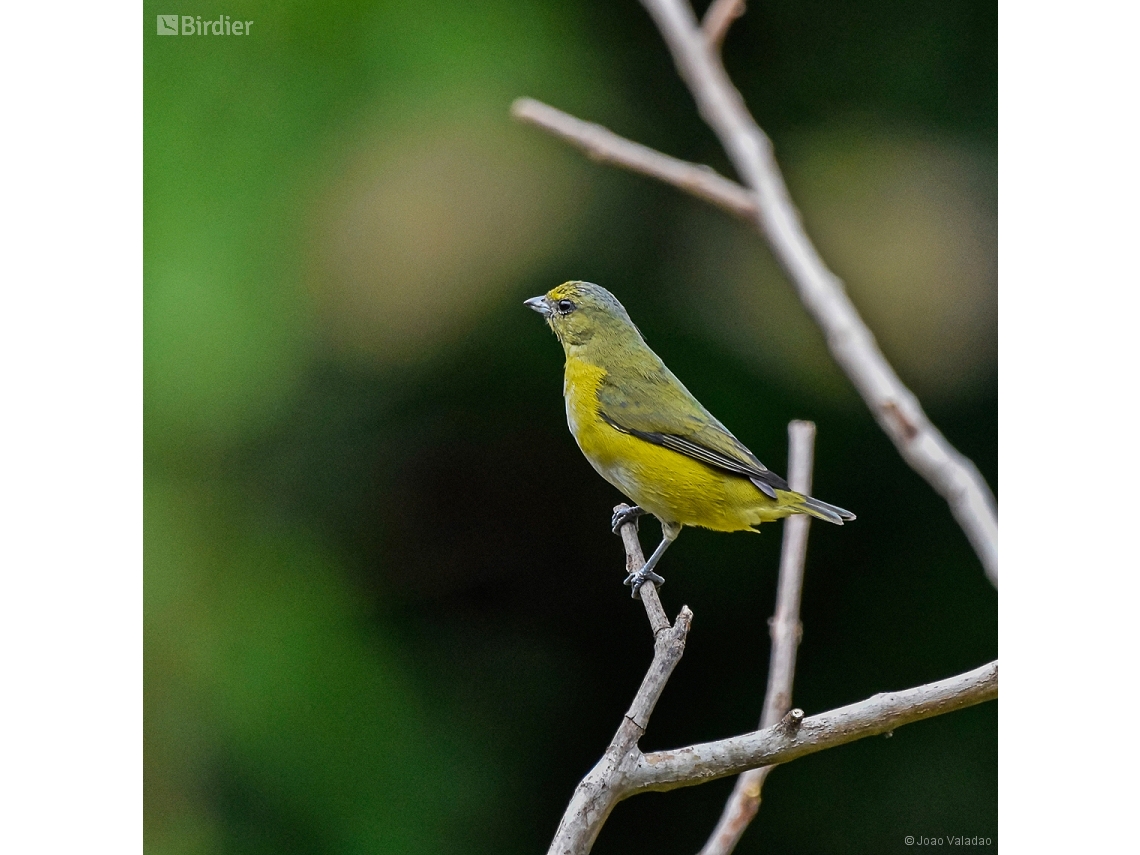 Euphonia chlorotica