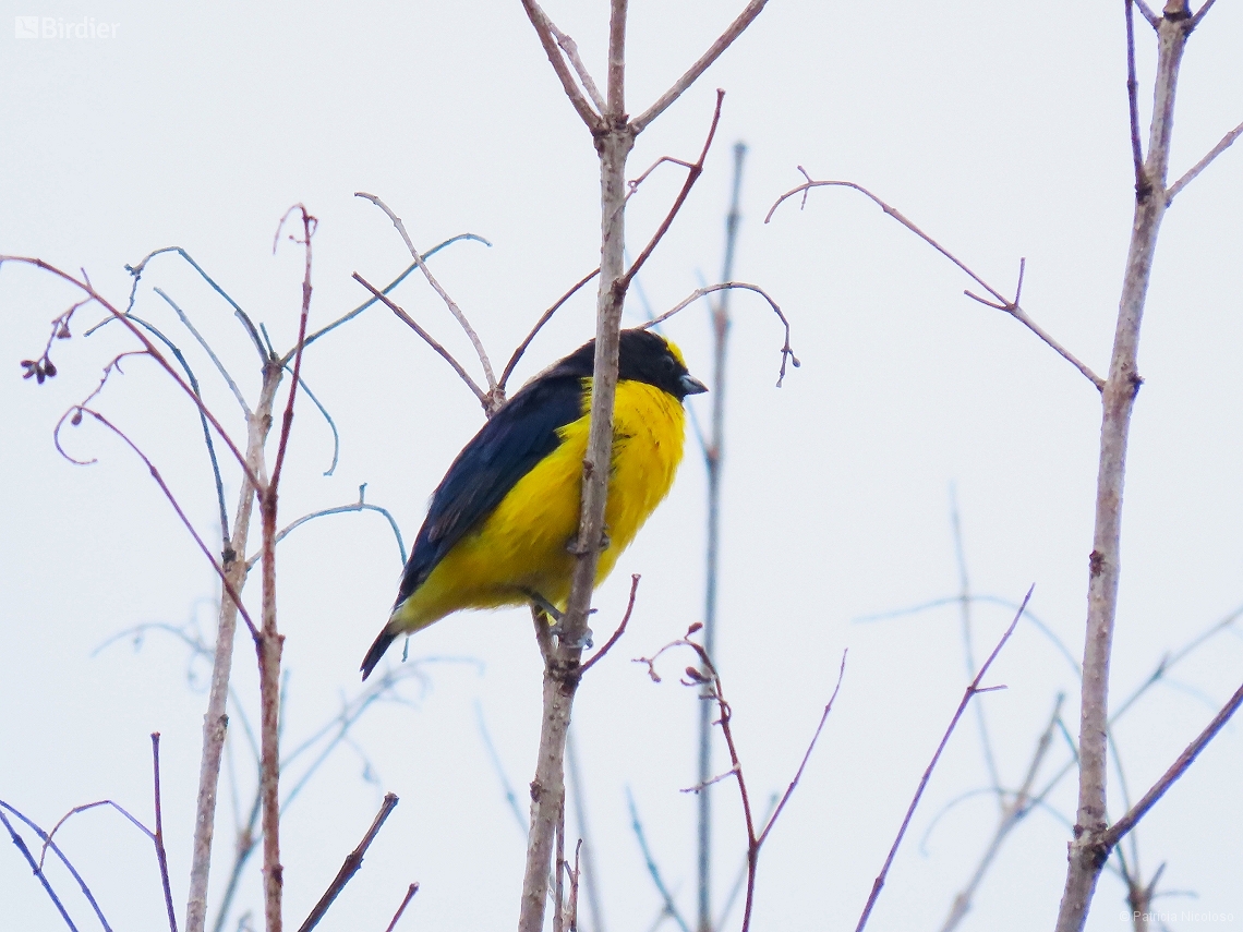 Euphonia chlorotica