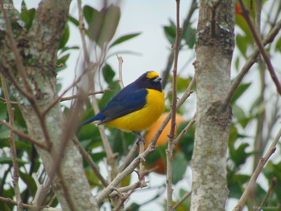 Euphonia chlorotica