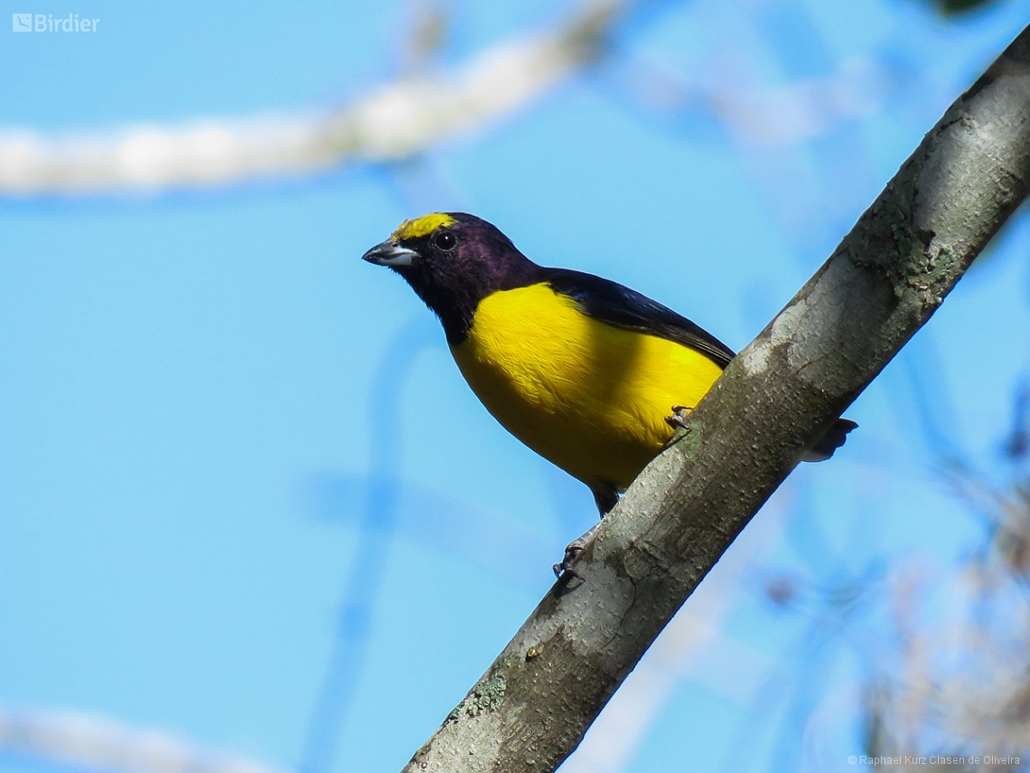 Euphonia chlorotica