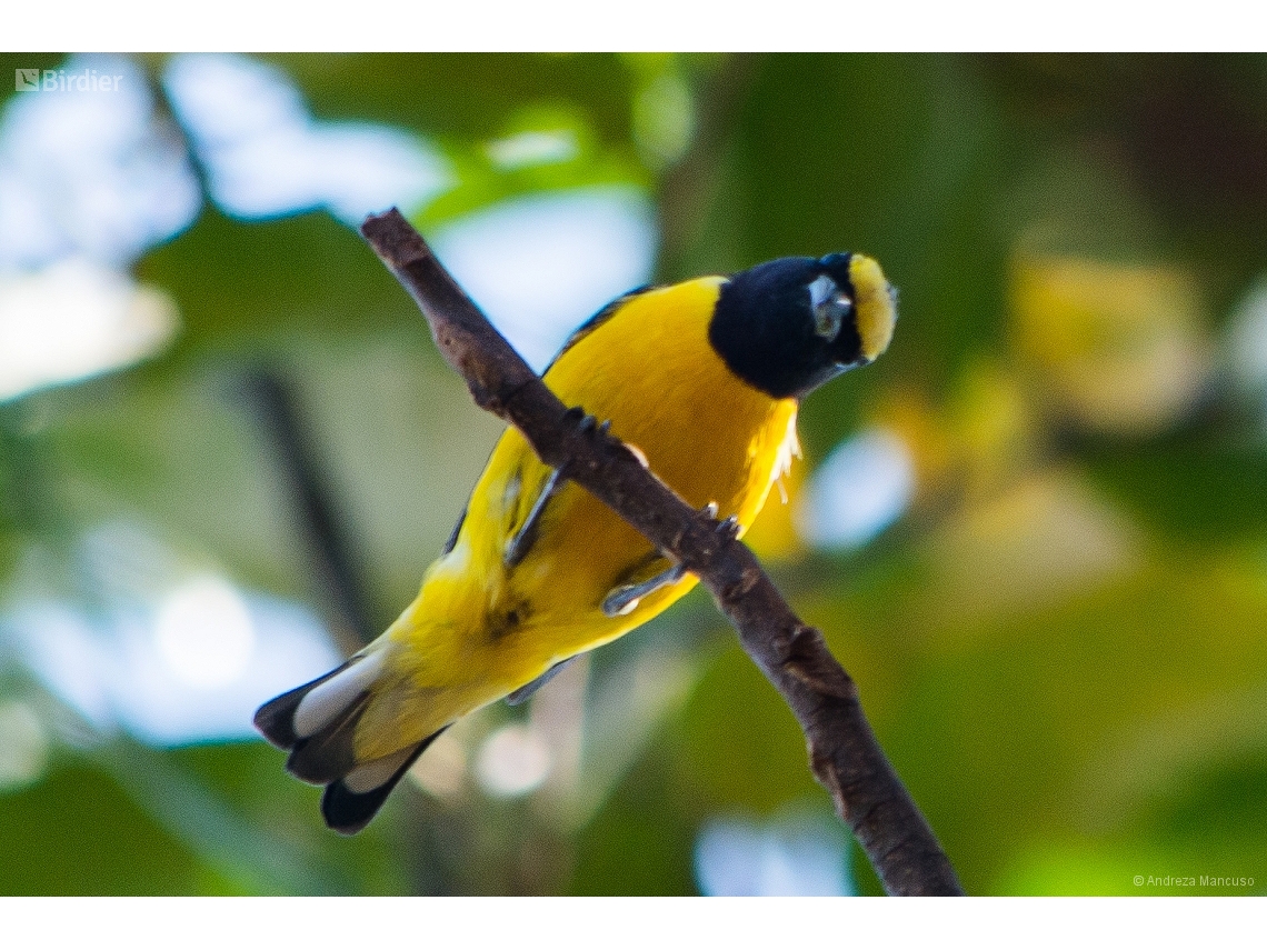 Euphonia chlorotica
