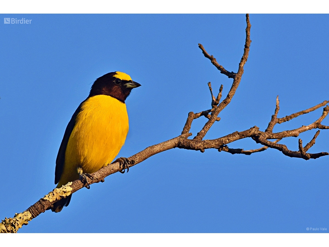 Euphonia chlorotica