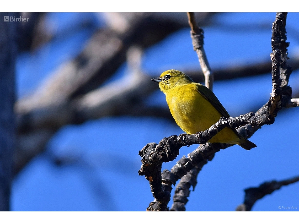 Euphonia chlorotica