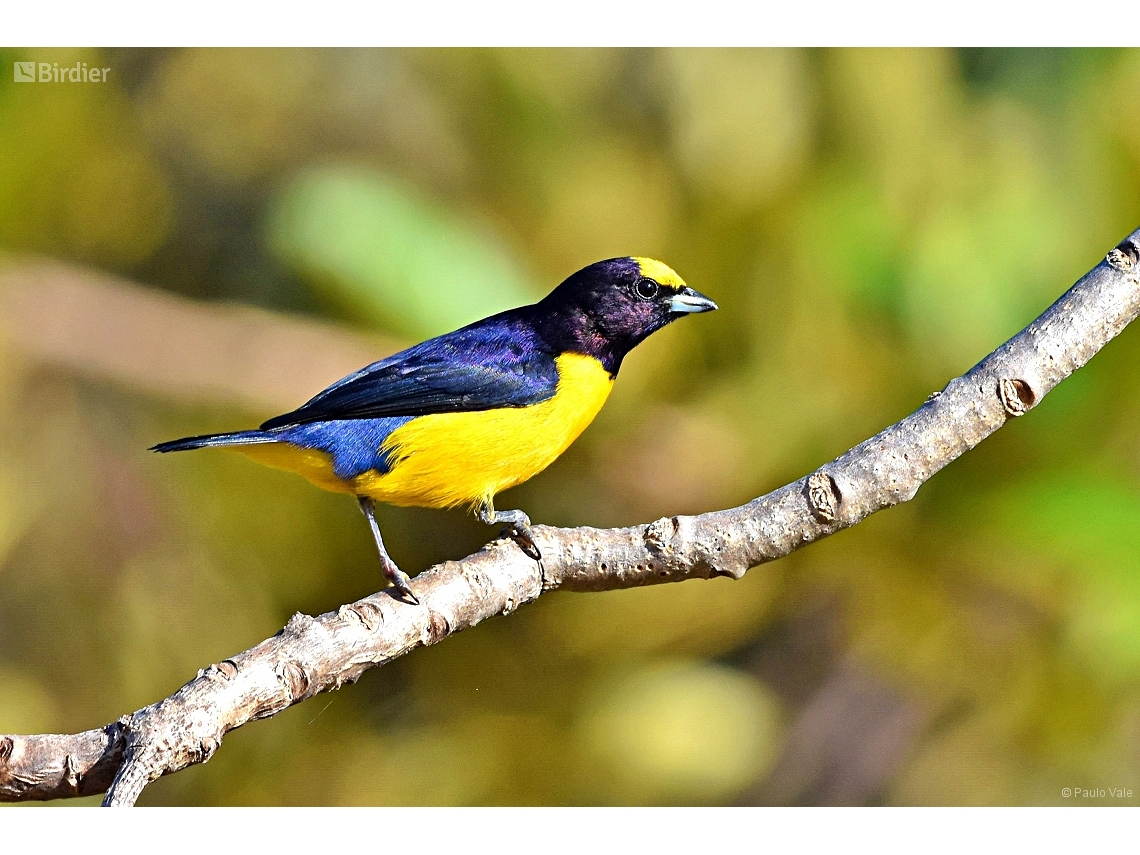 Euphonia chlorotica