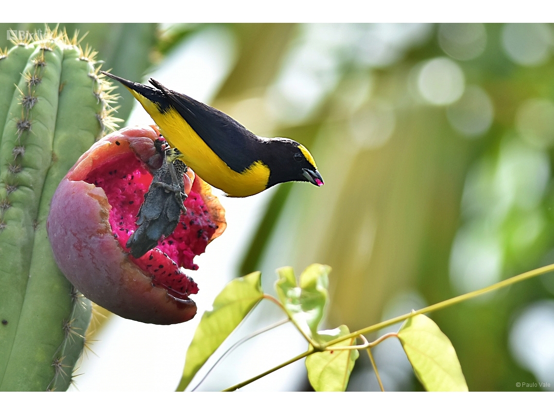 Euphonia chlorotica