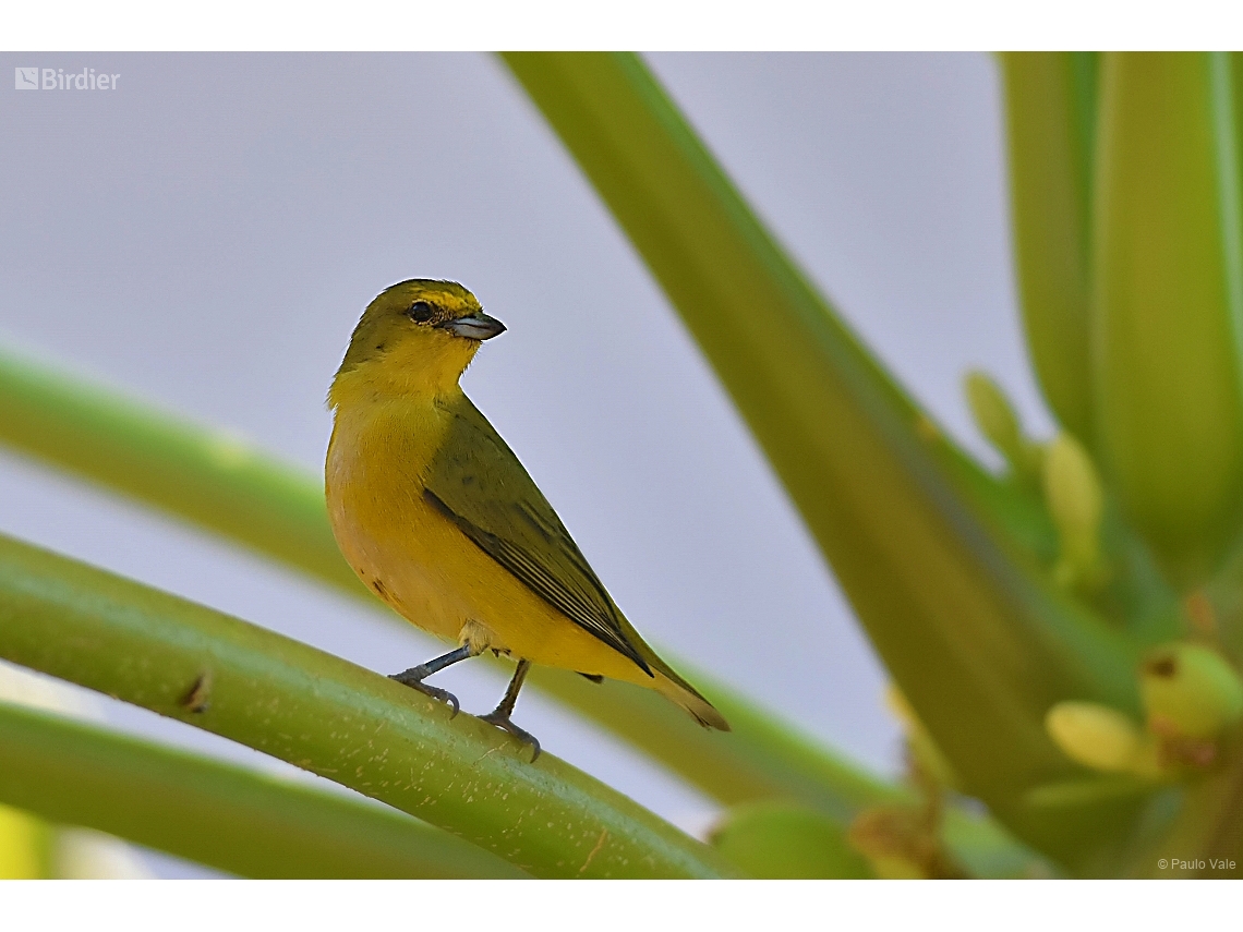 Euphonia chlorotica