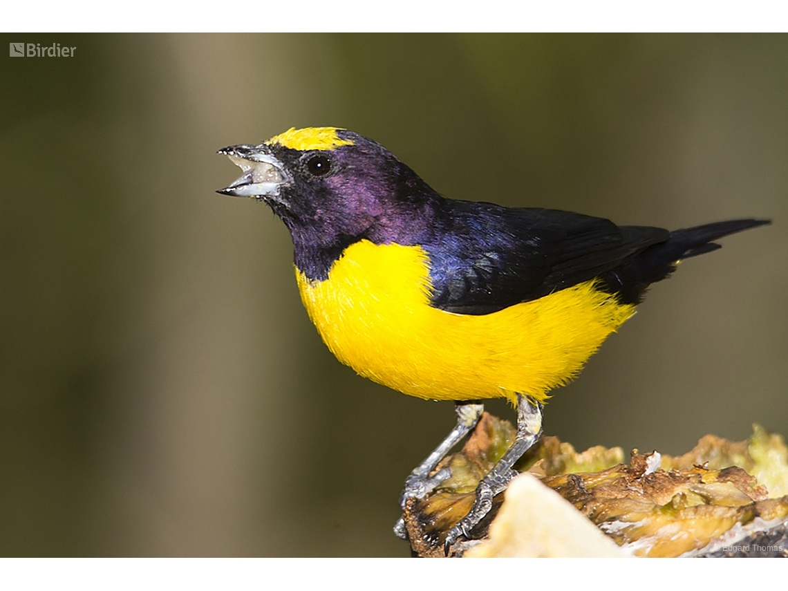 Euphonia chlorotica
