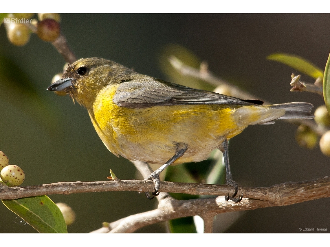 Euphonia chlorotica