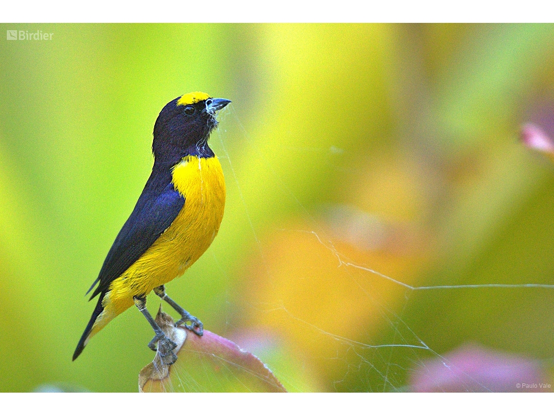 Euphonia chlorotica