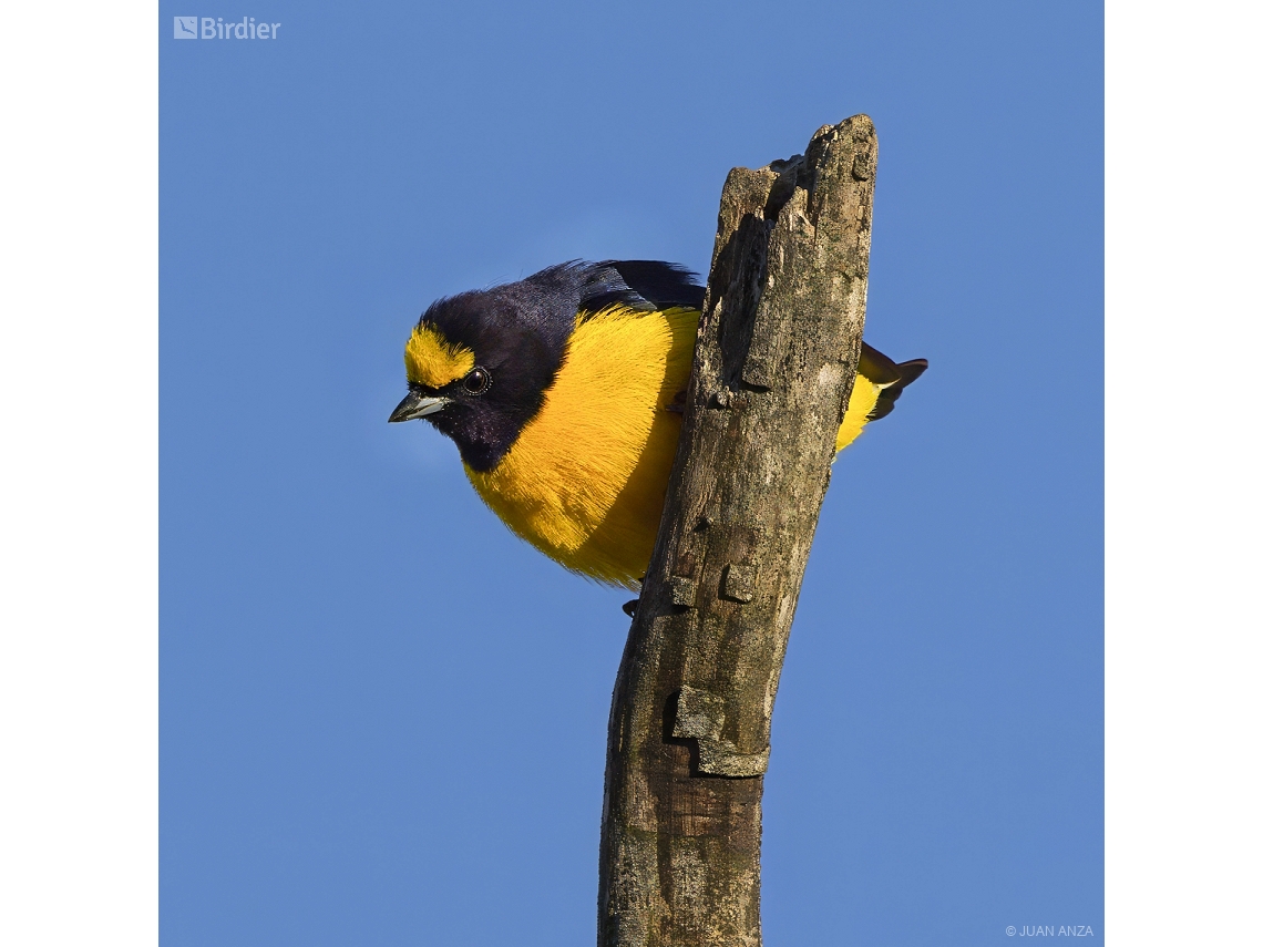 Euphonia chlorotica