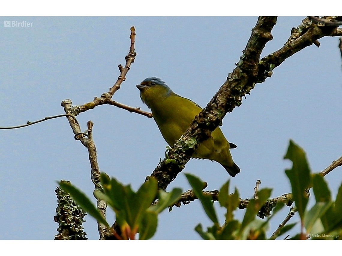 Chlorophonia cyanocephala