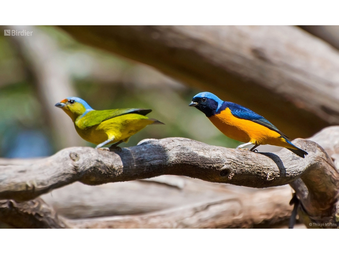 Chlorophonia cyanocephala