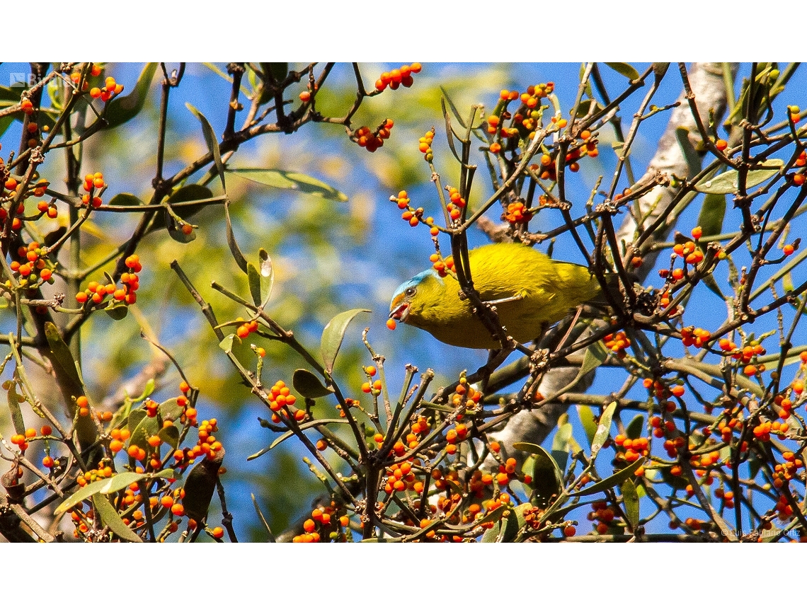 Chlorophonia cyanocephala