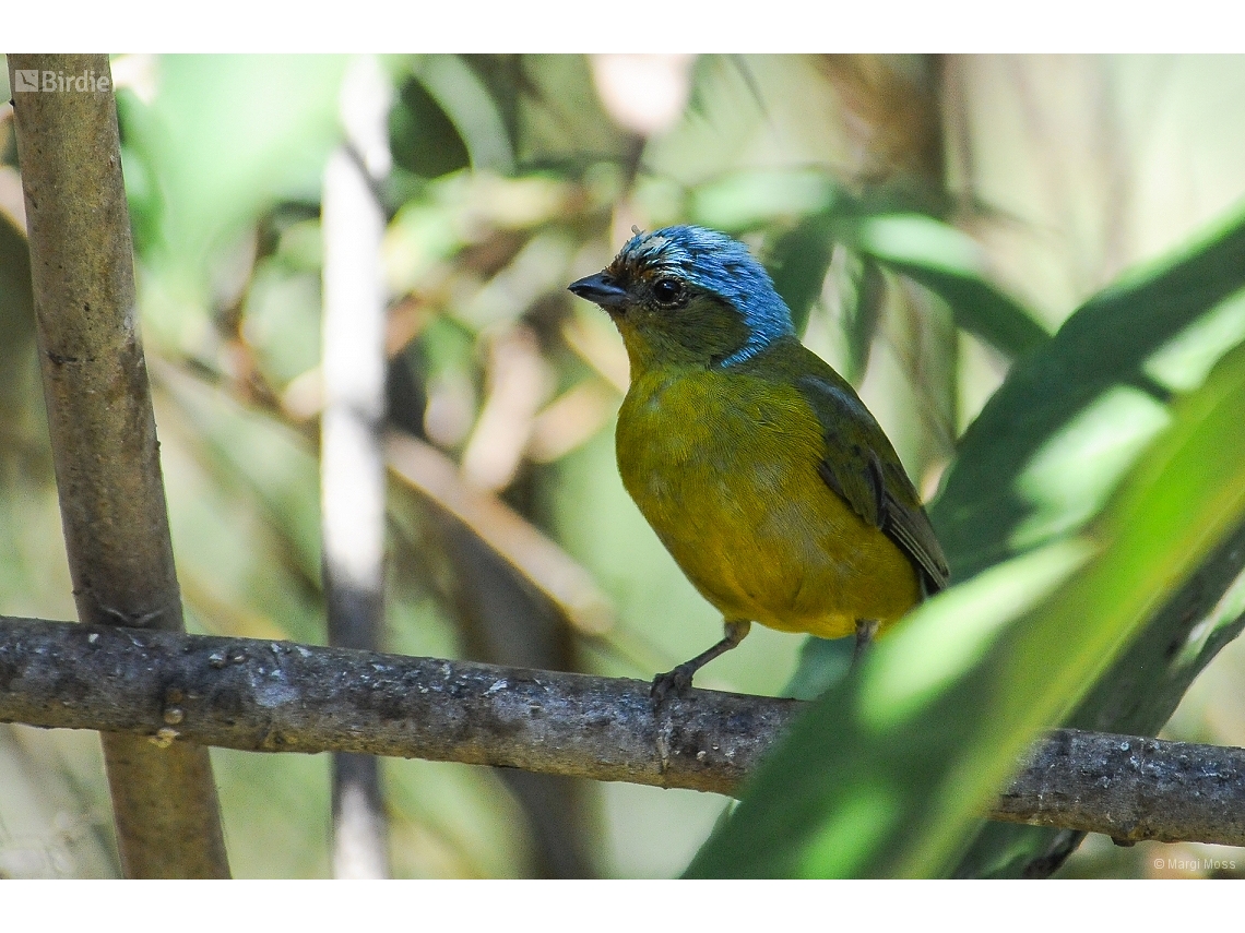 Chlorophonia cyanocephala