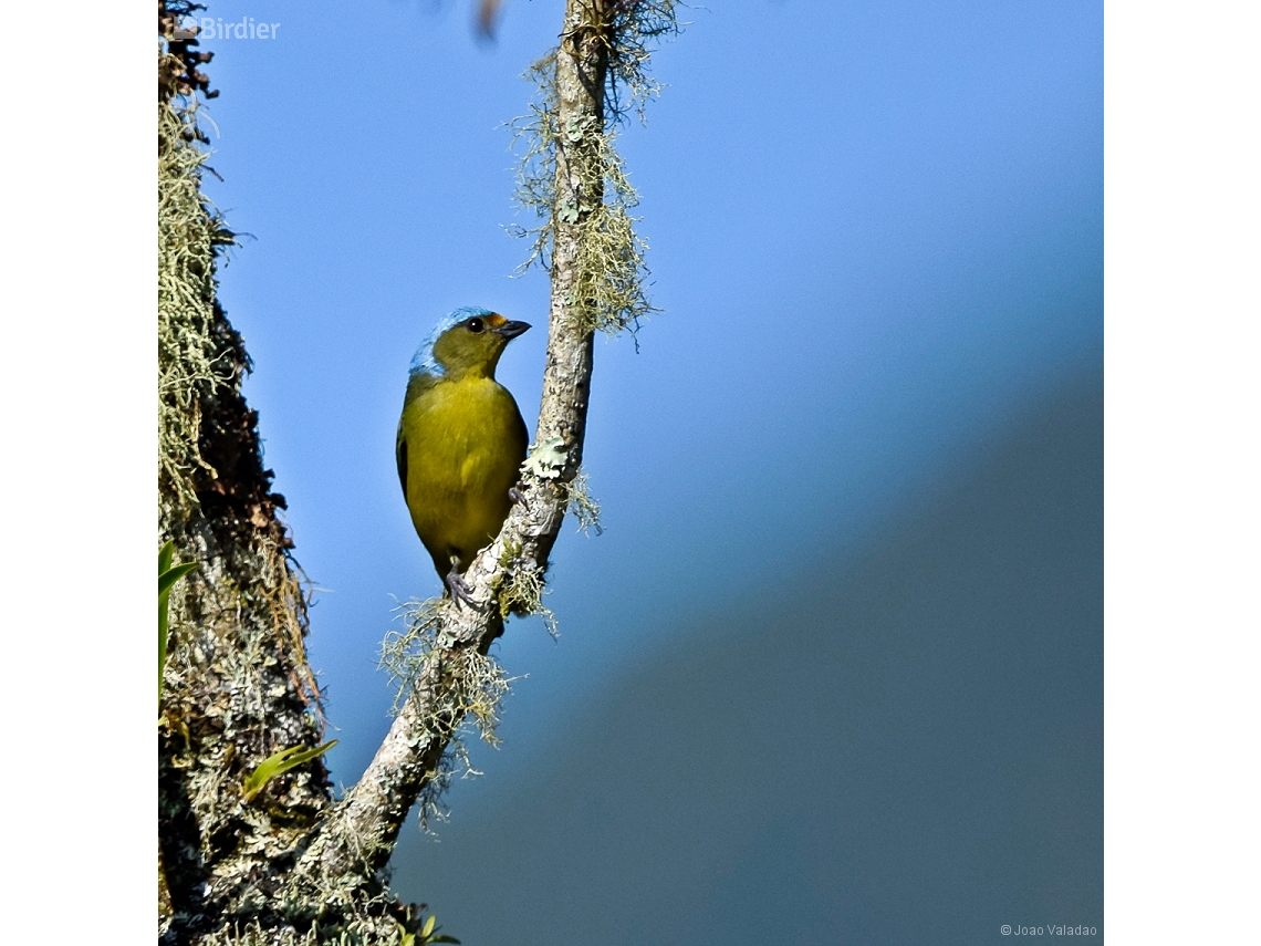 Chlorophonia cyanocephala