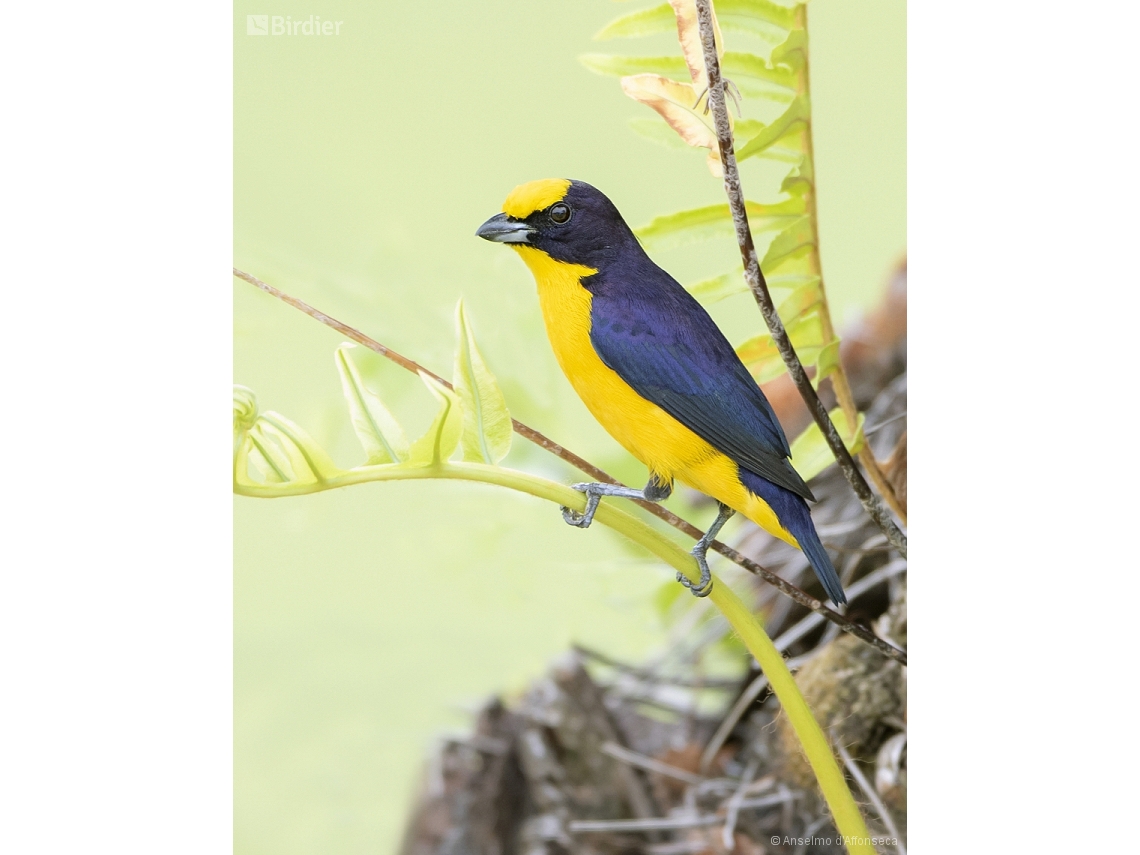 Euphonia laniirostris