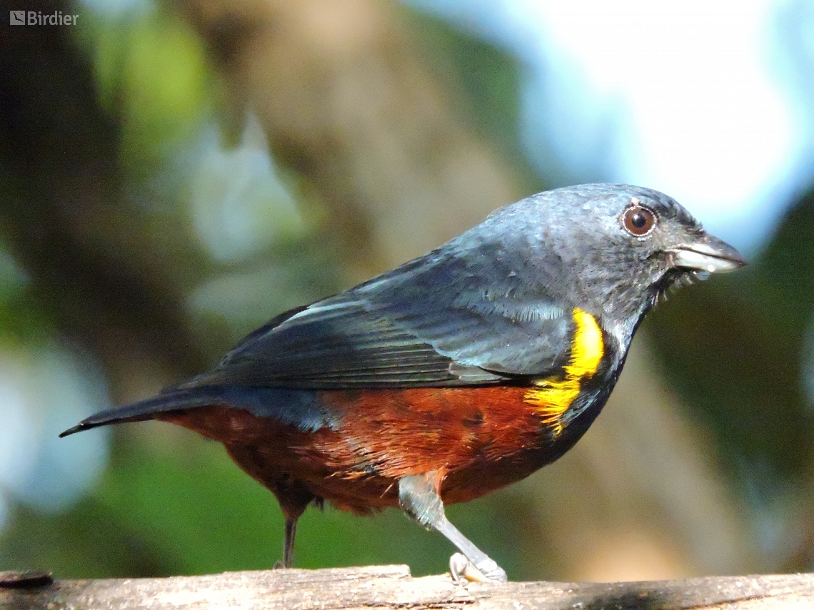 Euphonia pectoralis